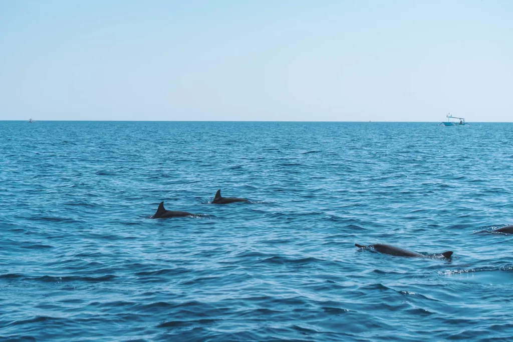 Bali mit Delfinen schwimmen Lovina