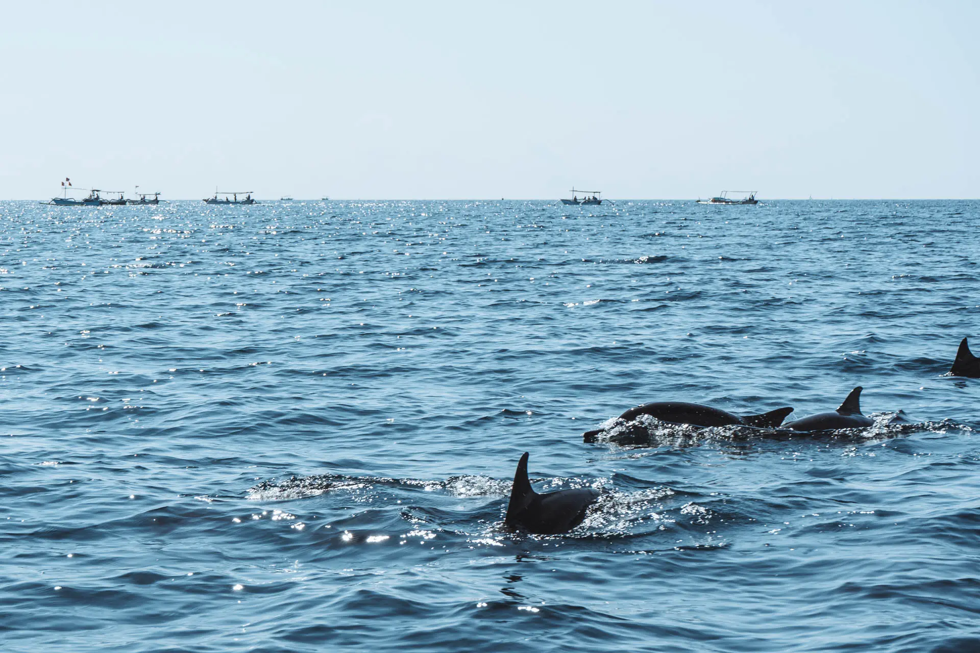 Mit Delfinen in Lovina auf Bali schwimmen