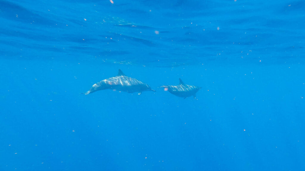 Mit Delfinen schwimmen in Lovina Bali