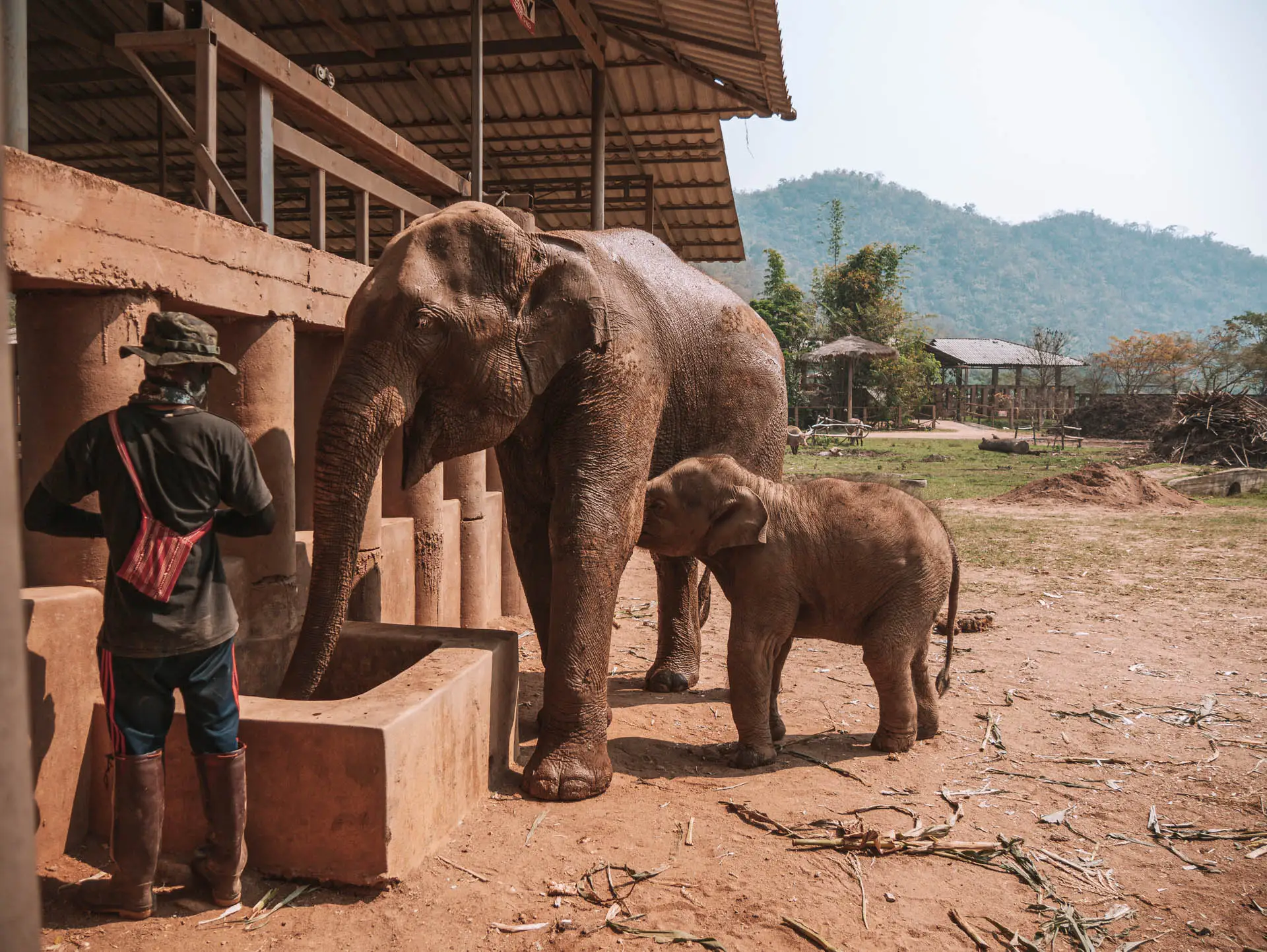 Baby Elefanten Chiang Mai Thailand