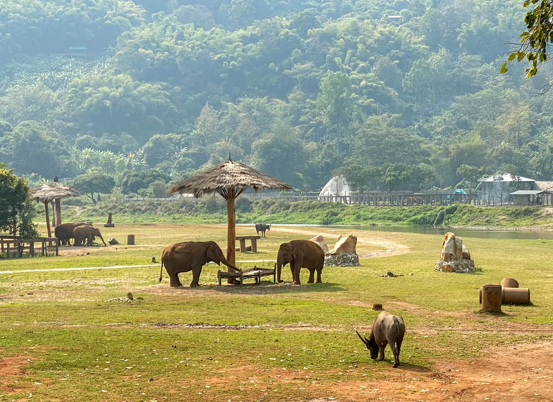 Elefanten Norden Thailand Sanctuary