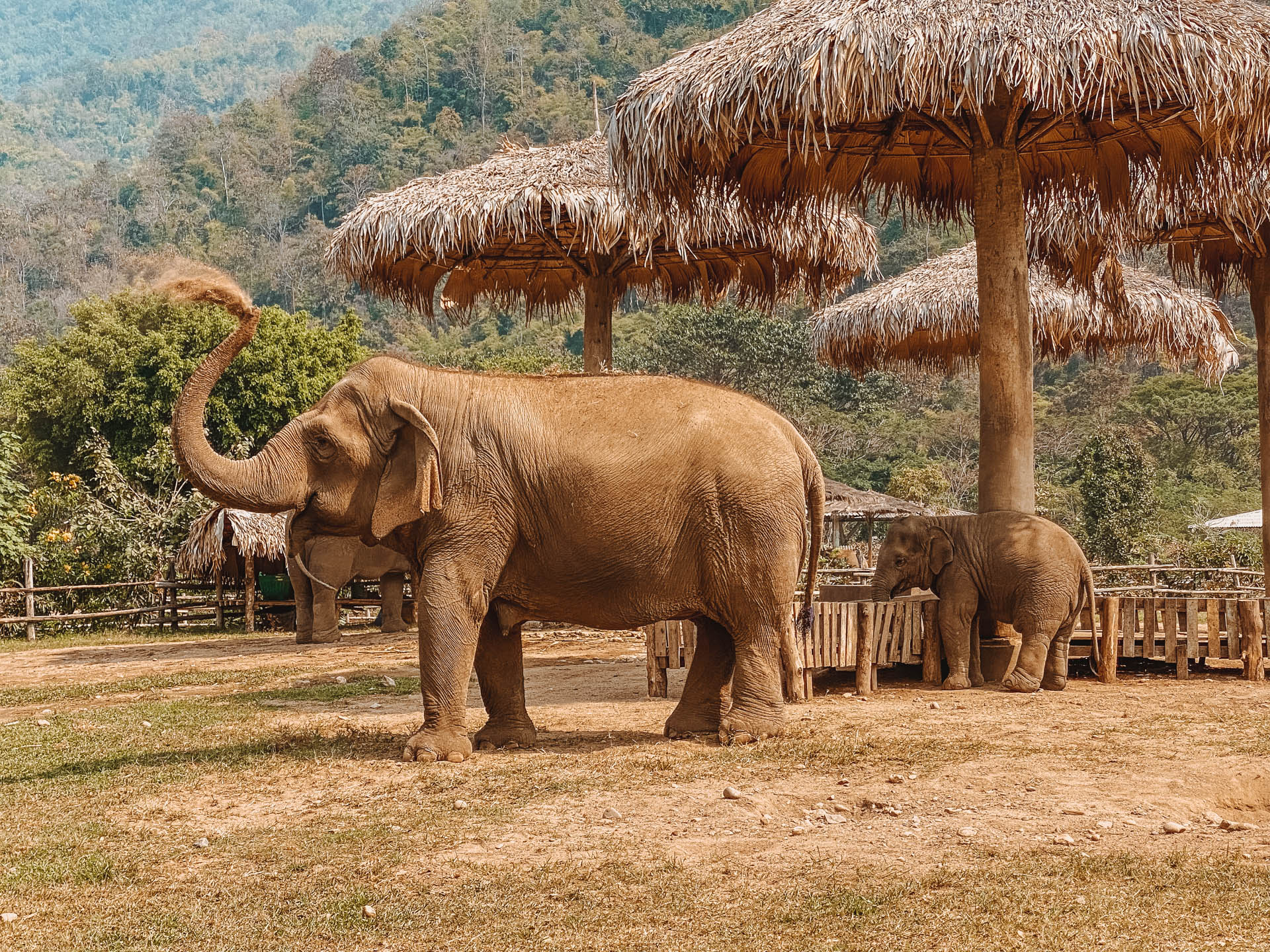 Elefanten Sanctuary Chiang Mai