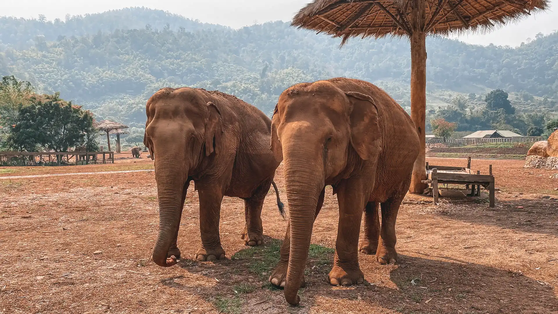 Elefanten im Elephant Nature Park in Chiang Mai