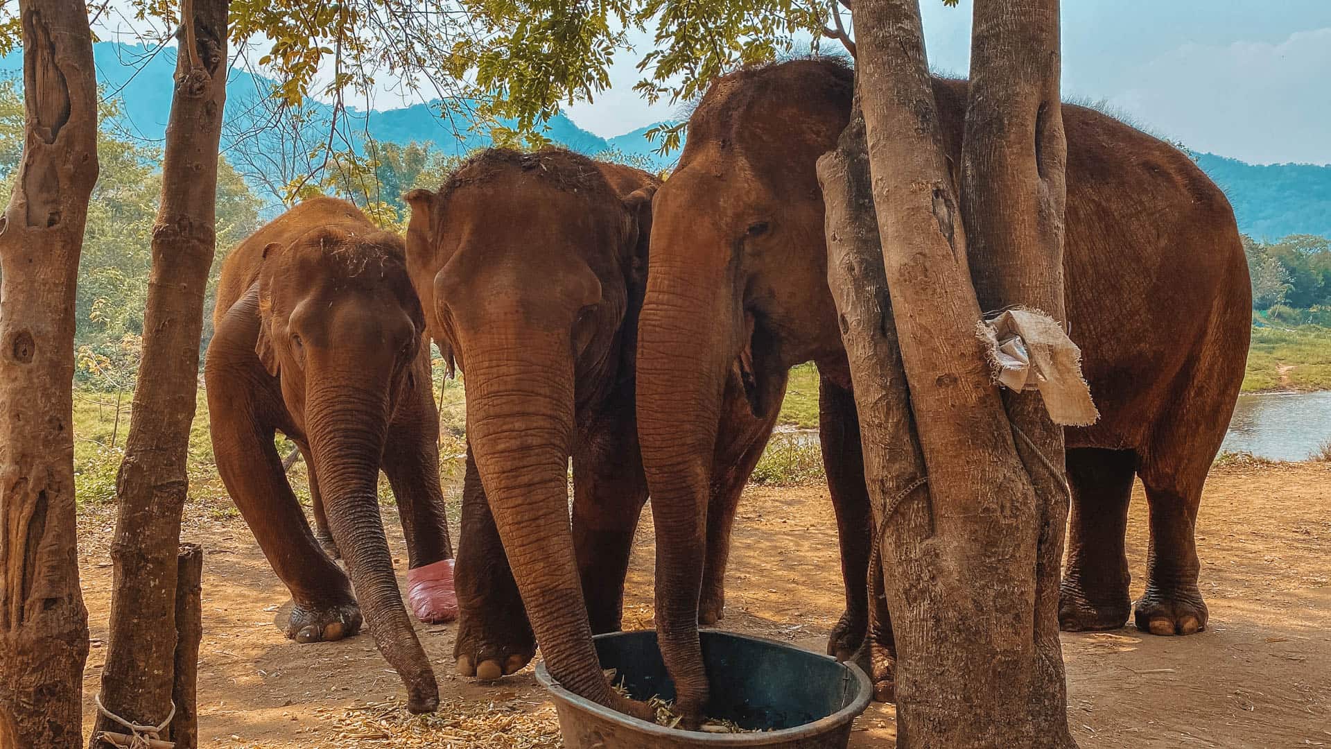 Ethisches Elephant Sanctuary in Thailand in Chiang Mai