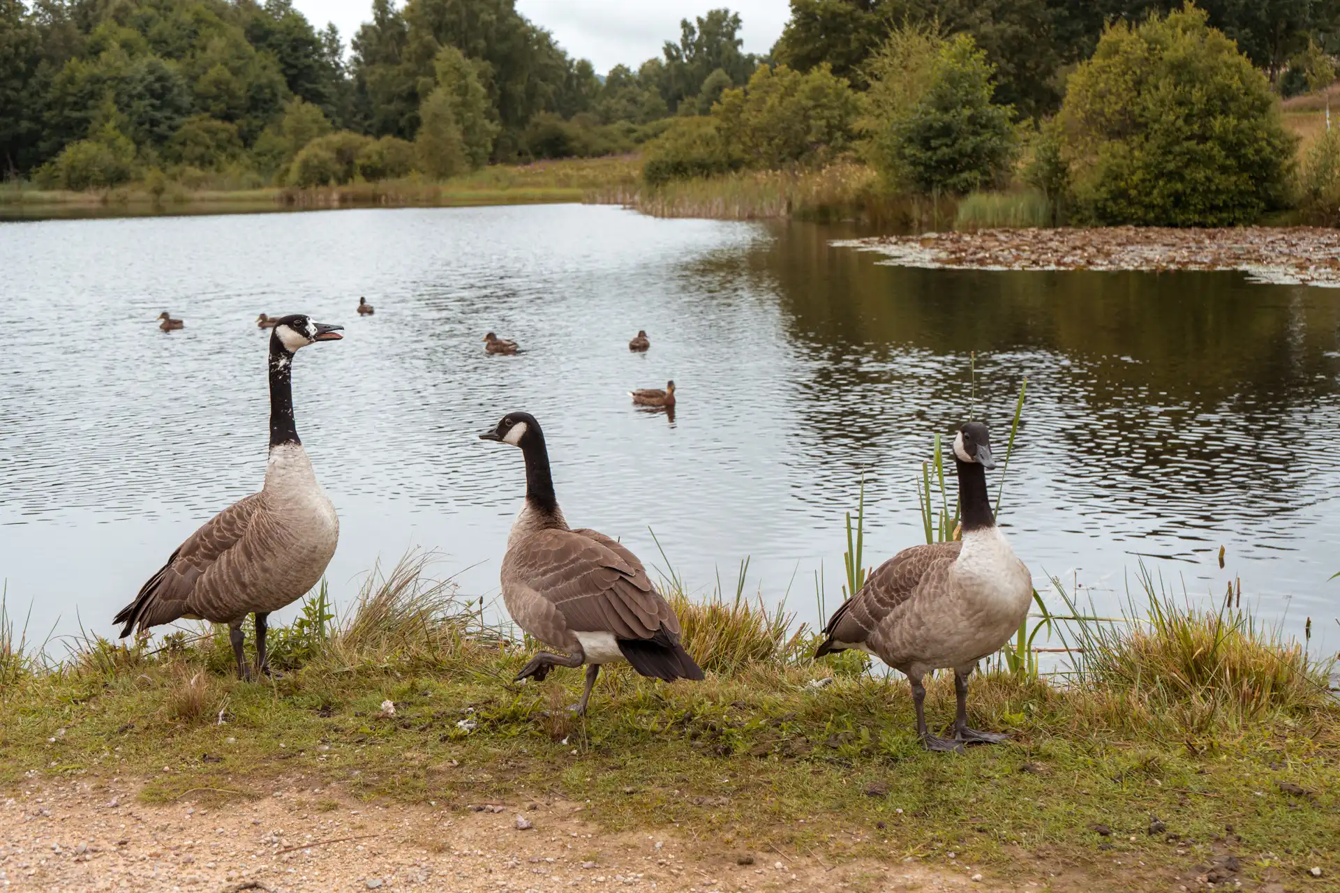 Tiere im Nationalpark Hunsrück Hochwald
